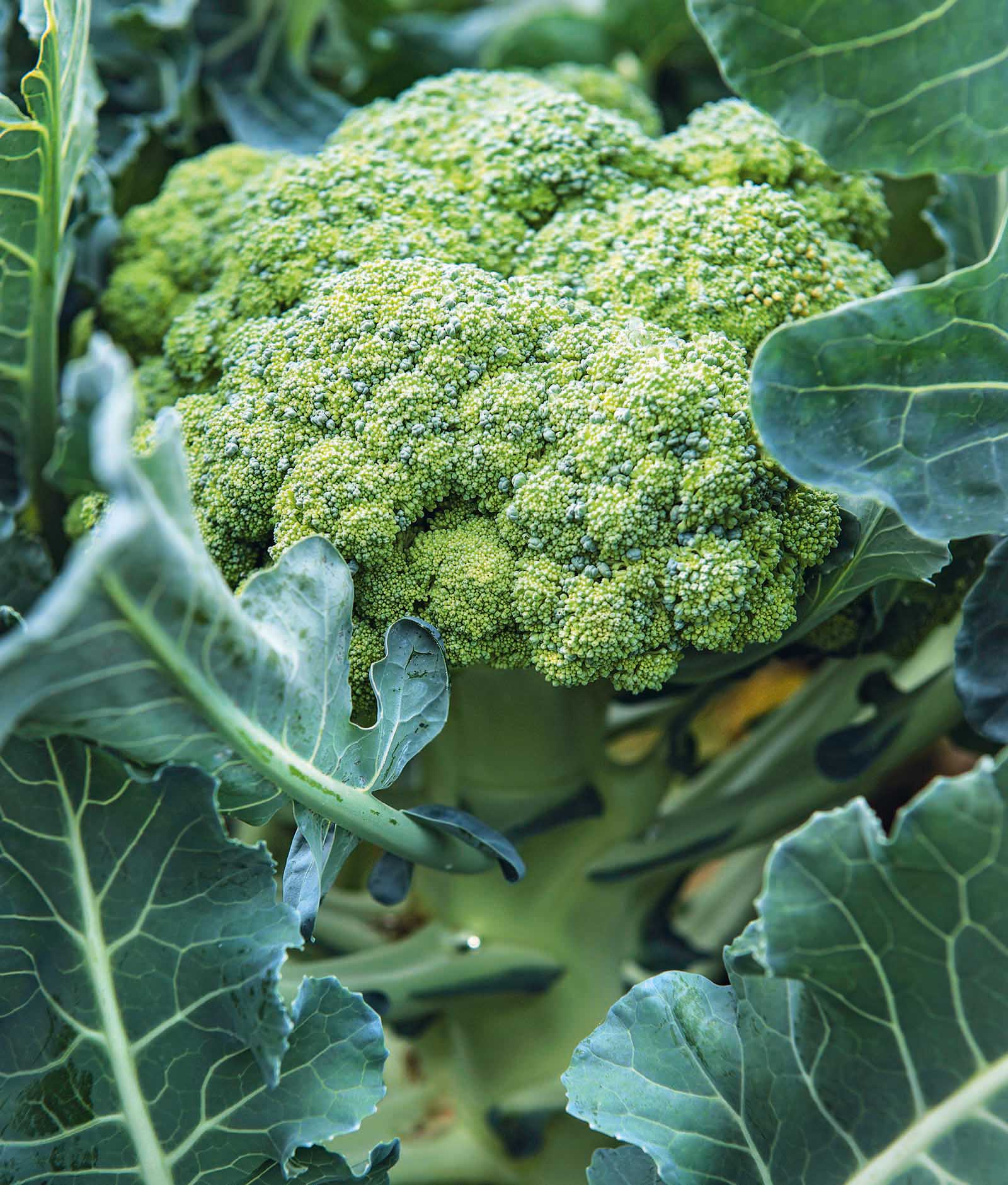 https://admin.purepascale.com/wp-content/uploads/2022/07/broccoli2.jpg