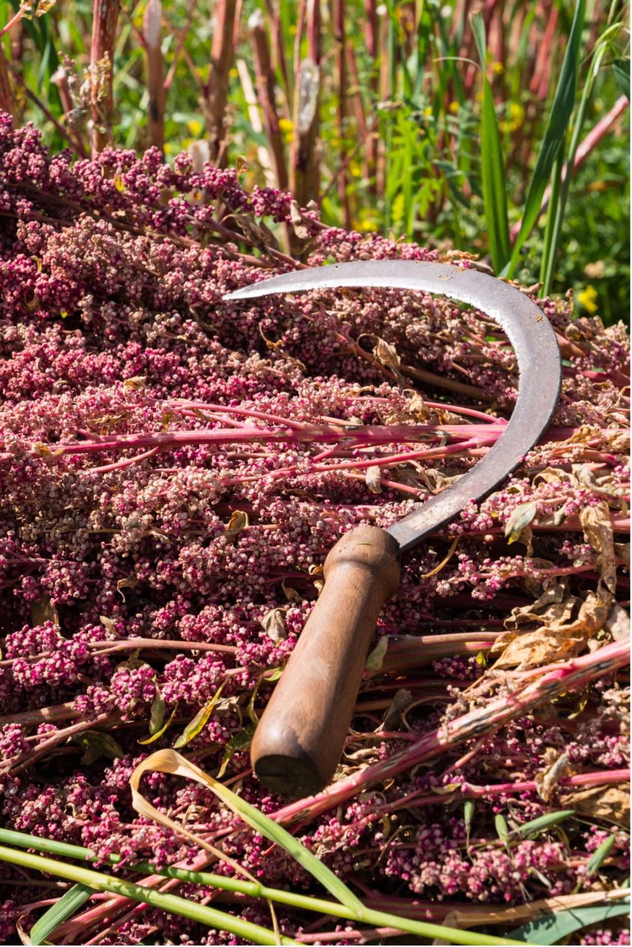 https://admin.purepascale.com/wp-content/uploads/2023/02/pascale-naessens-materiaal-quinoa-peru.jpg